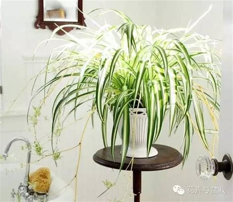 適合臥室的植物|Top 10 室內植物推薦！用觀葉植物盆栽，輕鬆綠化居家佈置